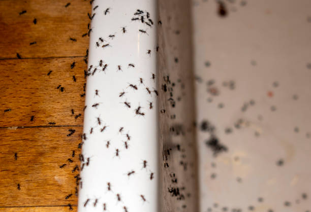 Best Best Pest Control Companies  in Ara, AL